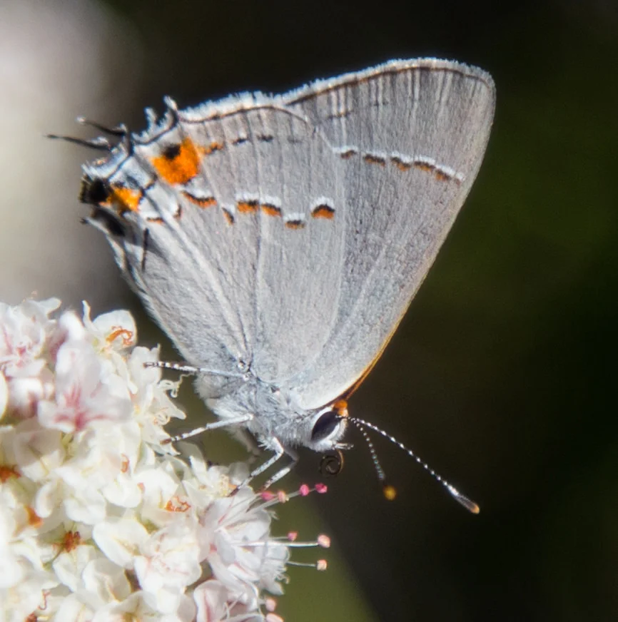 Gray Hairstreak, Strymon melinus pudica, female
