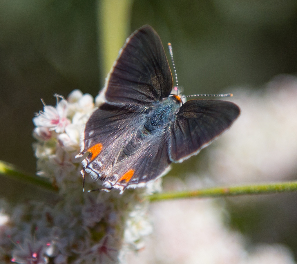 Gray Hairstreak, Strymon melinus pudica, female