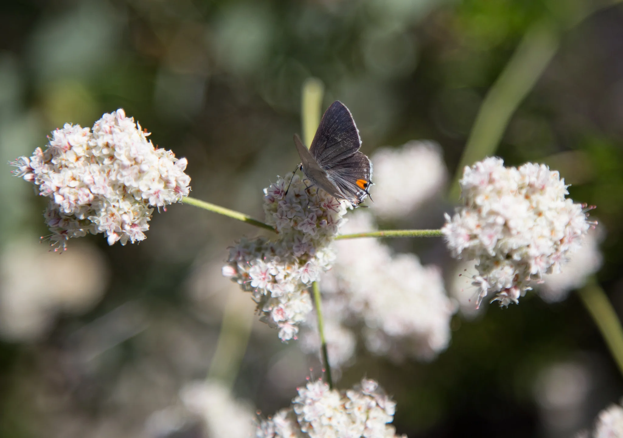 Gray Hairstreak, Strymon melinus pudica, female