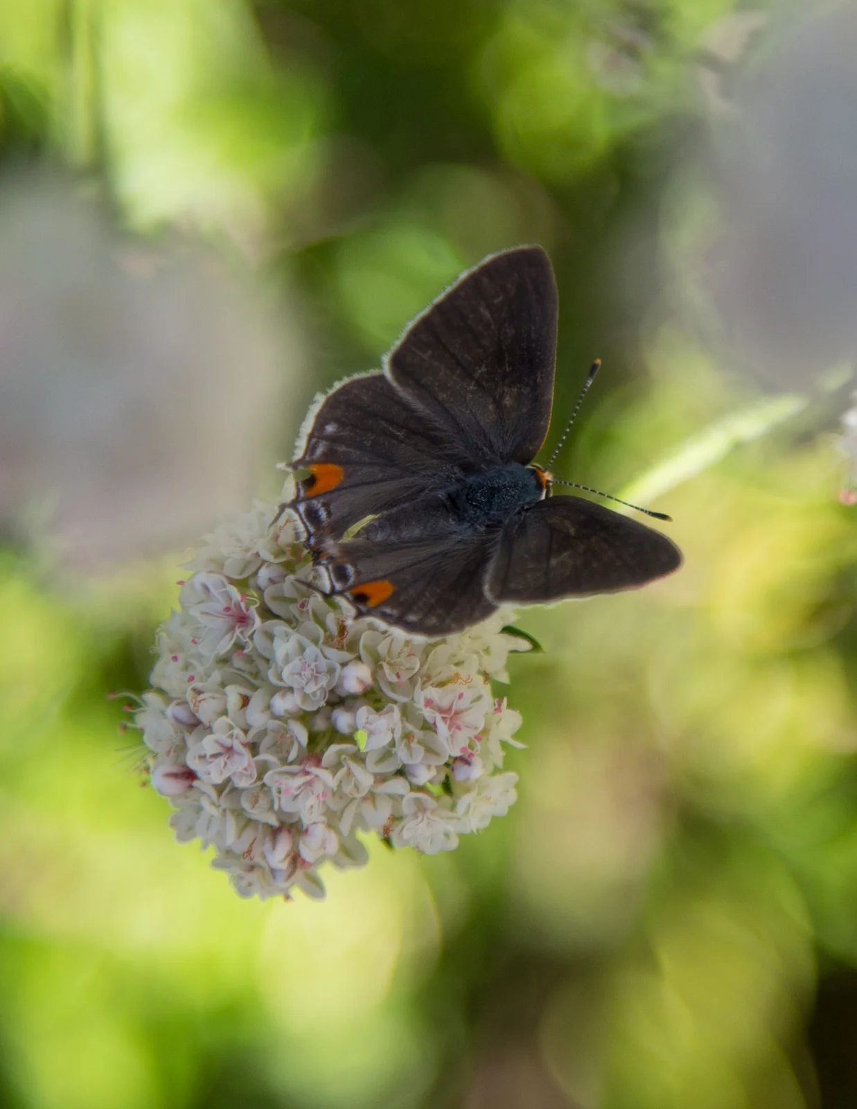 Gray Hairstreak, Strymon melinus pudica, female