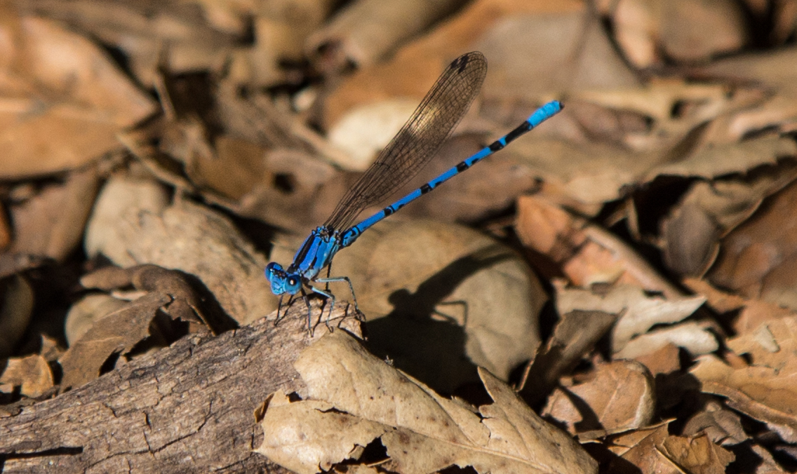 Vivid Dancer Damselfly