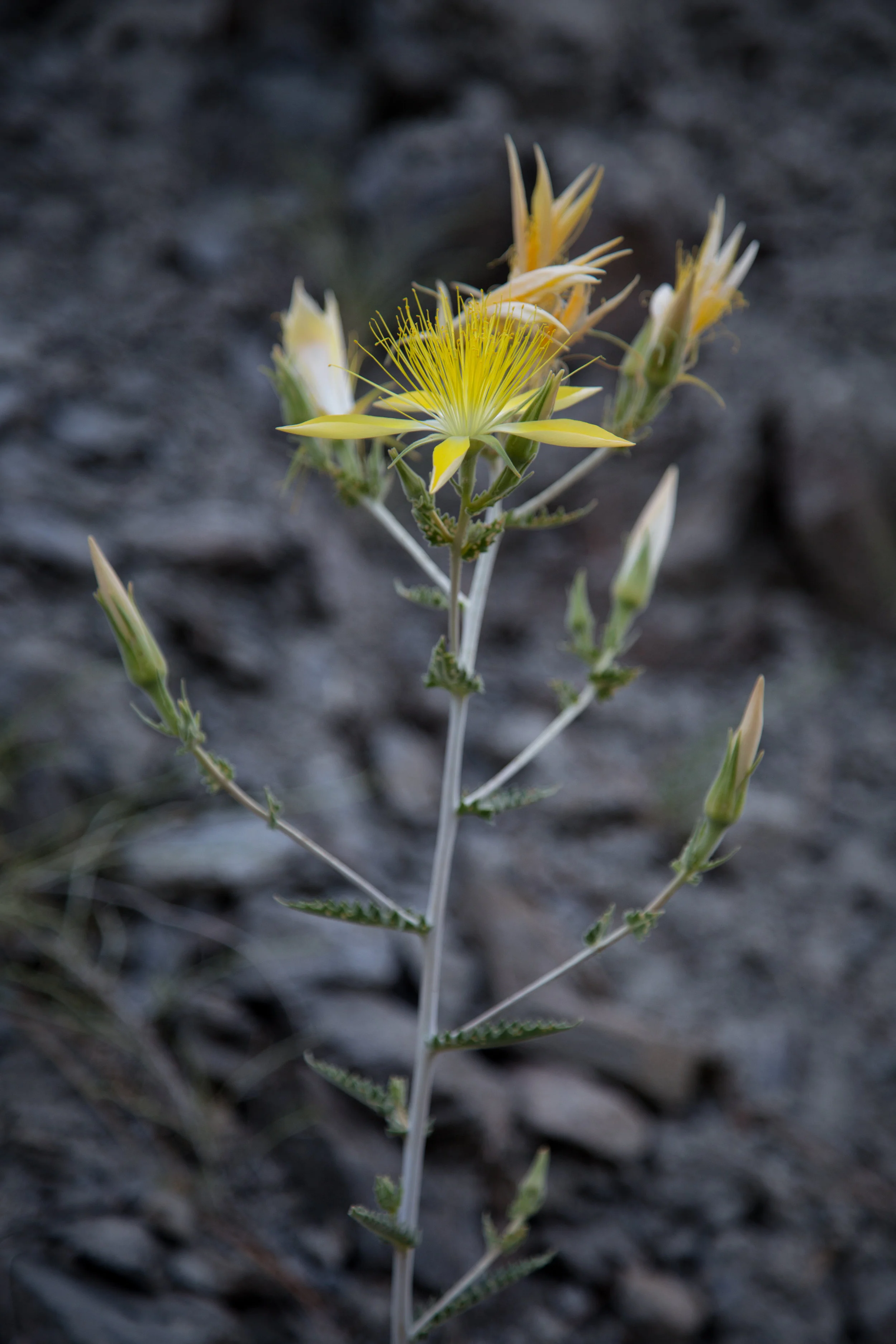 Giant Blazing Star, Mentzelia laevicaulis, growing on the rocks.