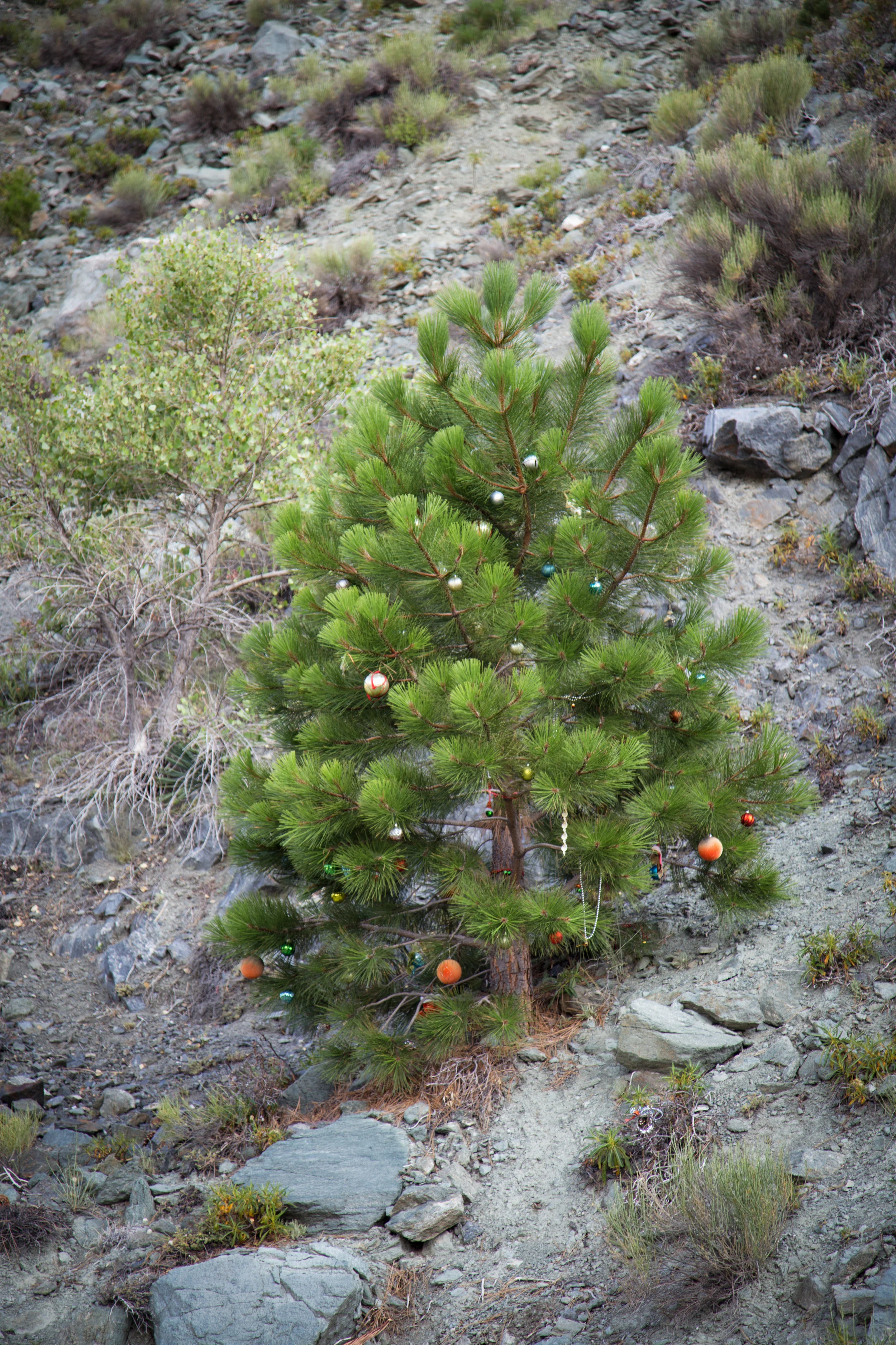 Someone had decorated this pine with Christmas ornaments. Merry Christmas!
