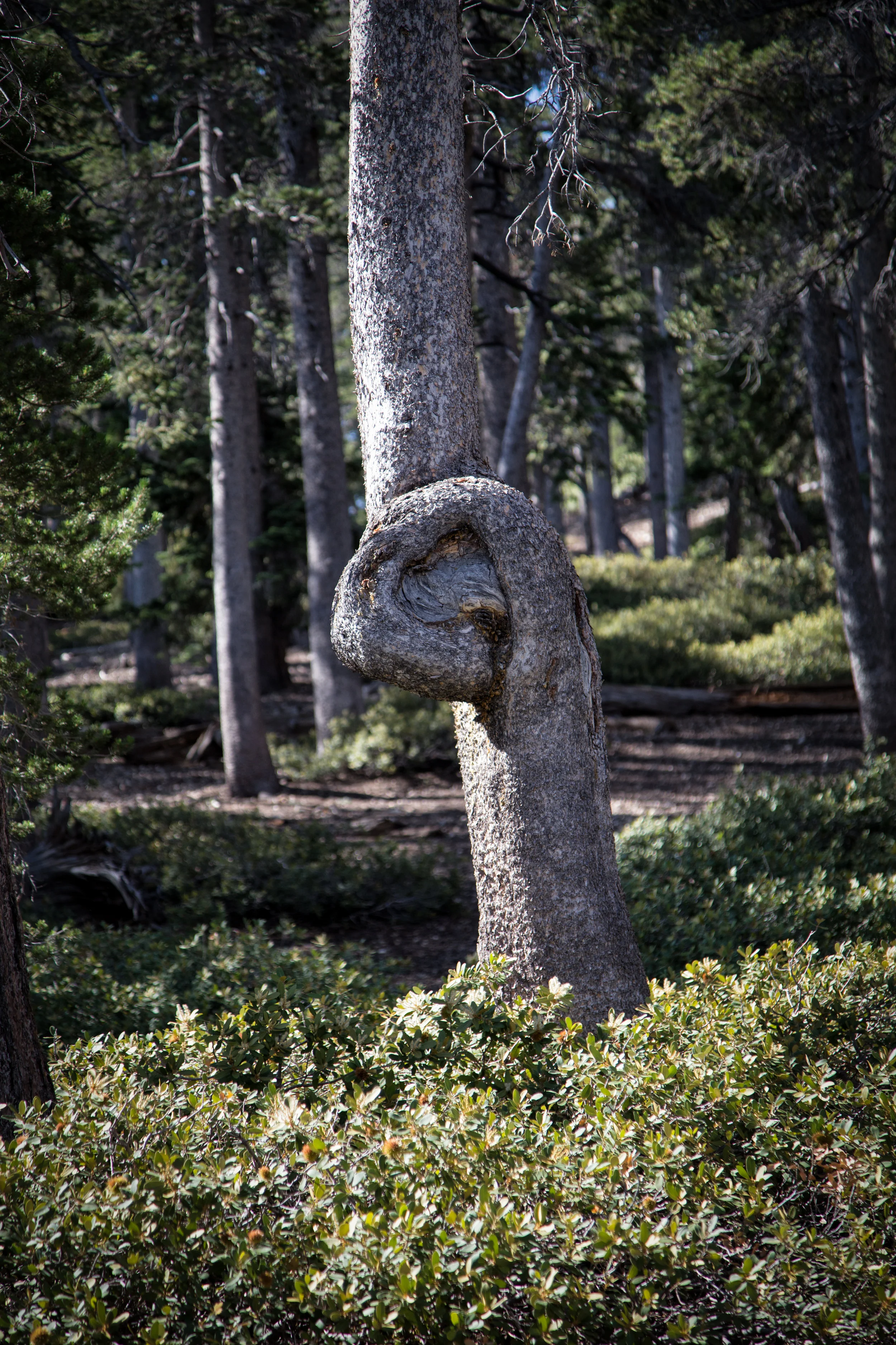 At about 8,653 ft. you'll see this interesting knotted pine.