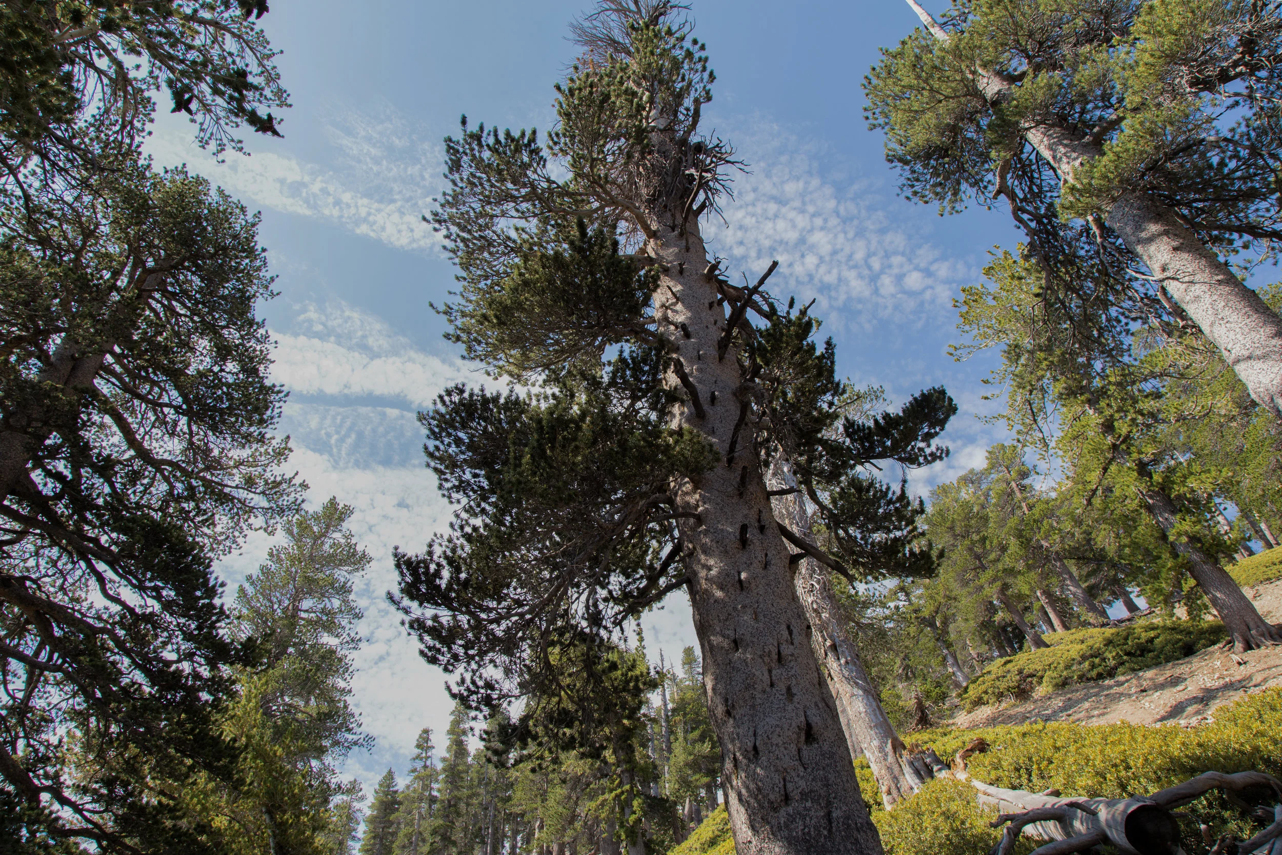 This trail is a nice way to see how the forest changes with altitude starting with oaks, Jeffrey pines, sugar pines and incense cedars. Then it changes to white firs and into lodgepole pines as the forest thins. Finally at about 9,000 ft. you begin to see the ancient, twisted limber pines.