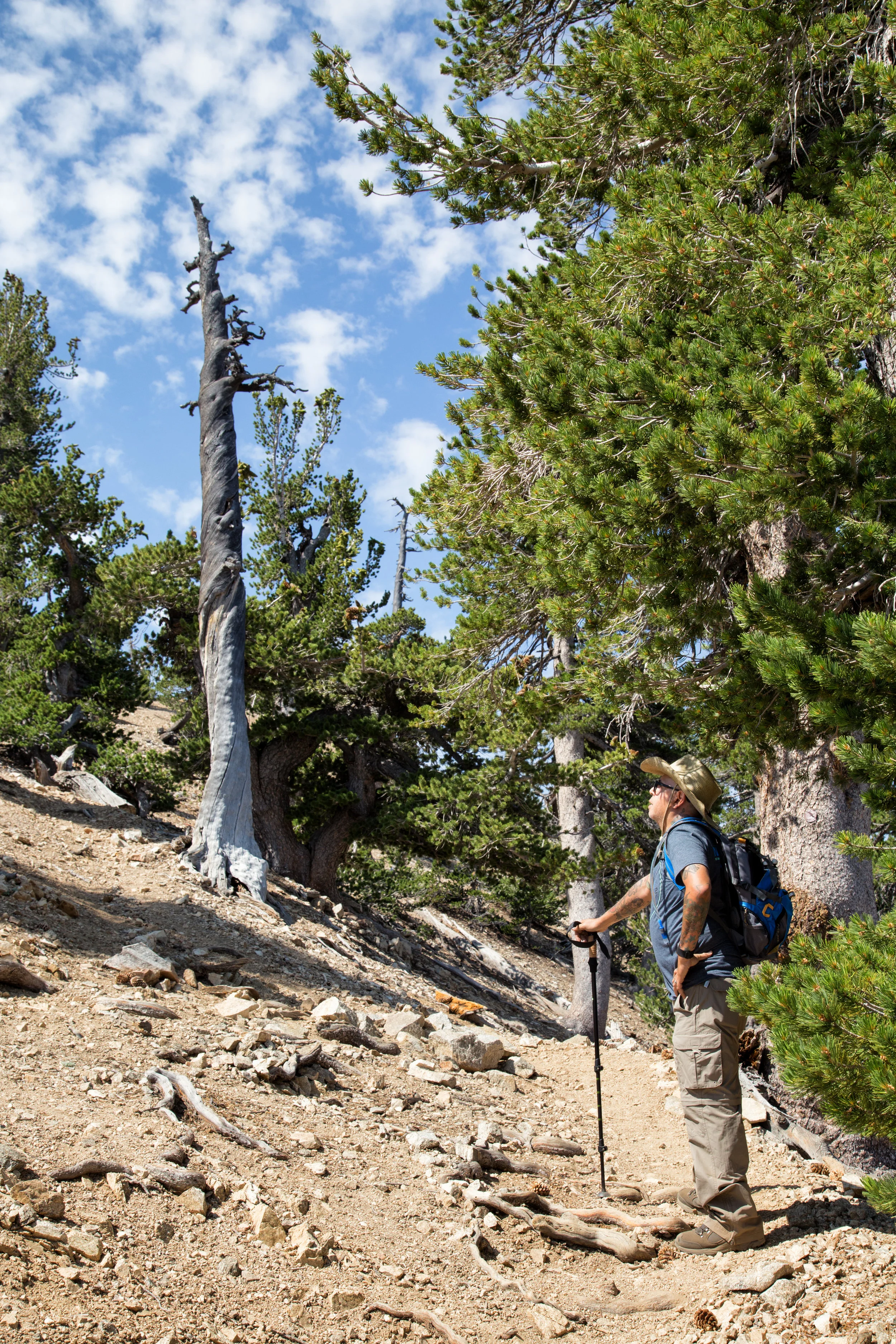 Coming upon the first bare limber pines.