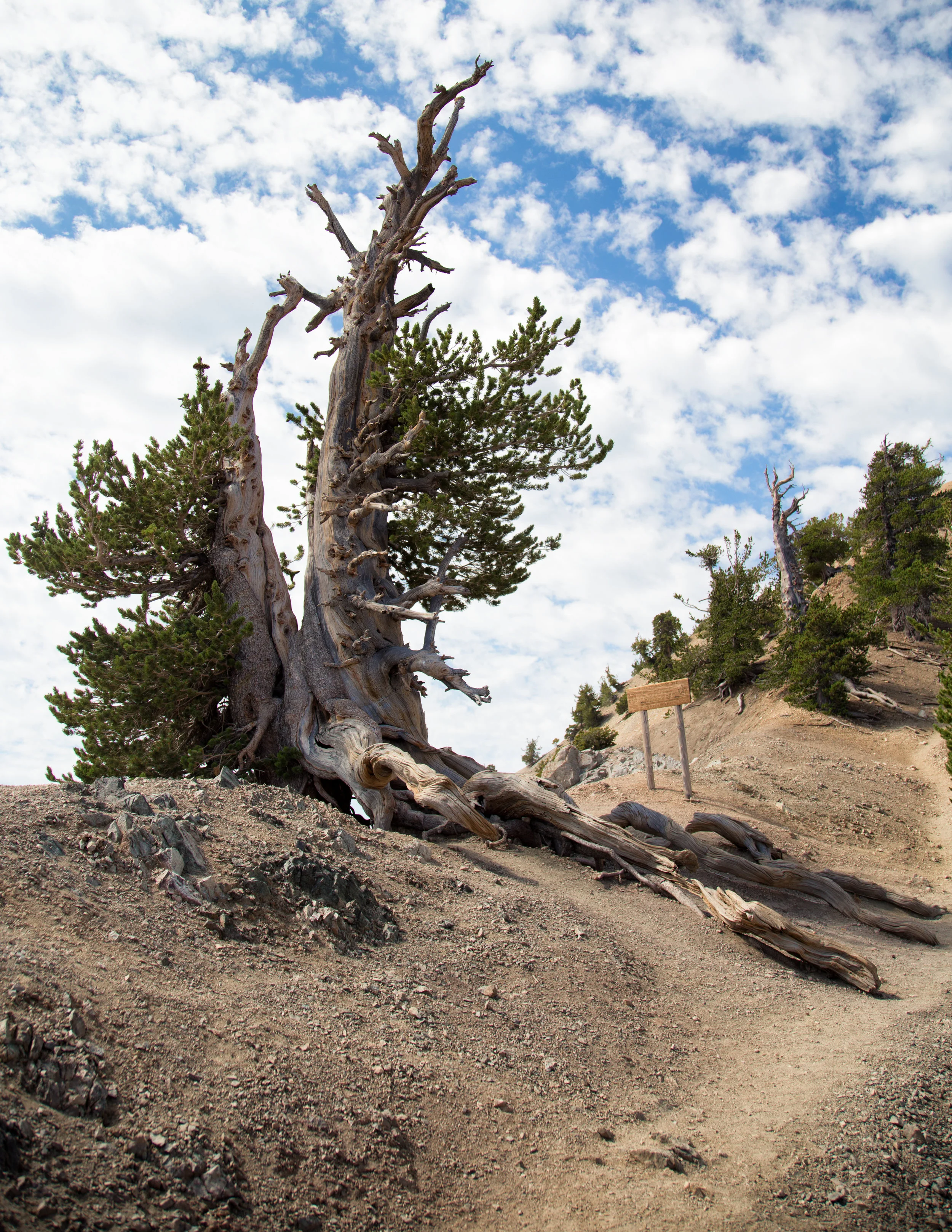 On the ridge you'll come upon the magnificent Wally Waldron tree. It is one of the oldest living limber pines estimated at over 1,500 years old. It is named after Boy Scout leader, Michael "Wally" Waldron.
