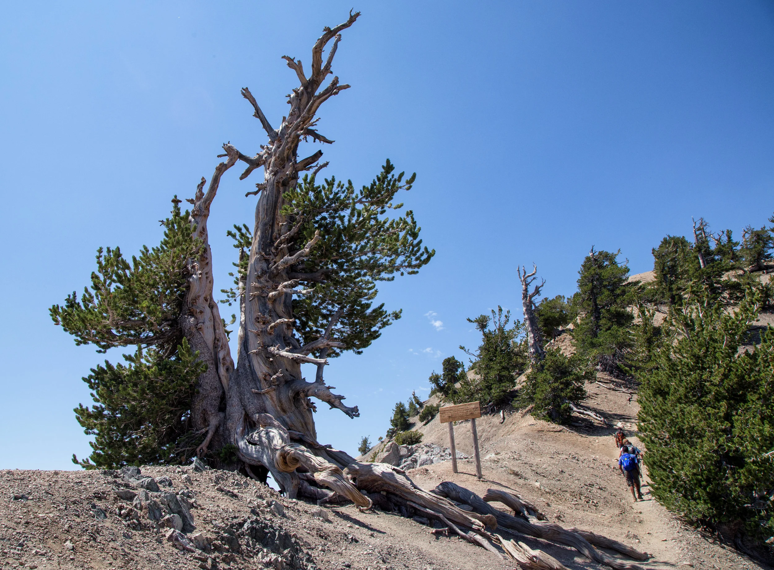 Some hikers going up as we were coming down the ridge with the Wally Waldron tree to the left.