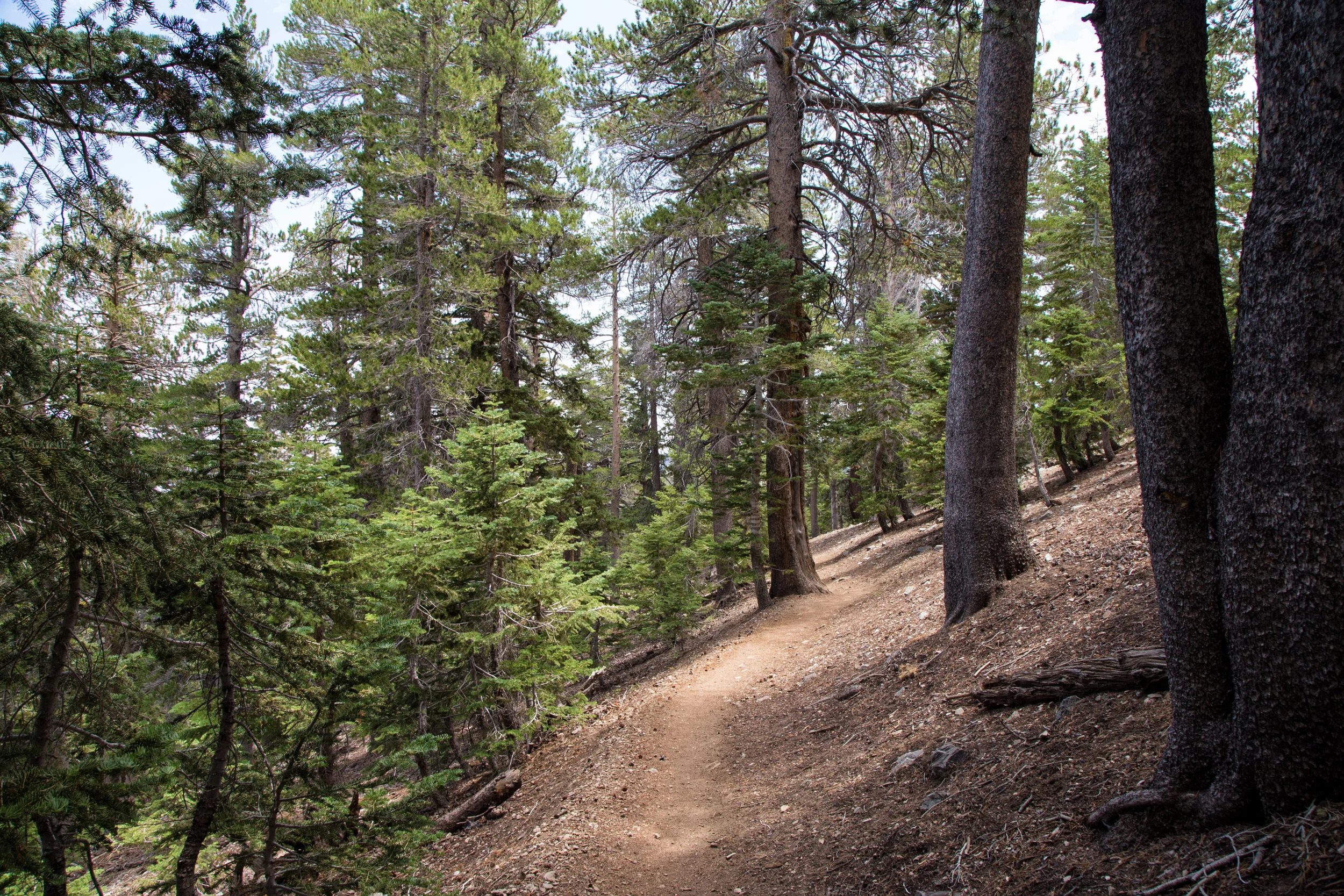 Back down to 8,111 ft. A very beautiful trail and much easier on the way down!