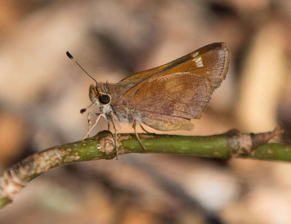 Umber Skipper