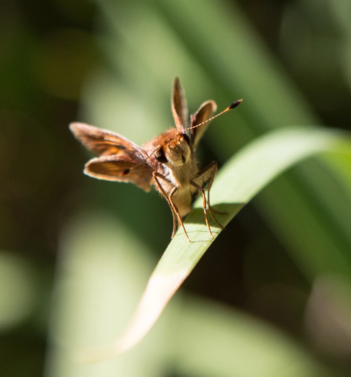 Umber Skipper