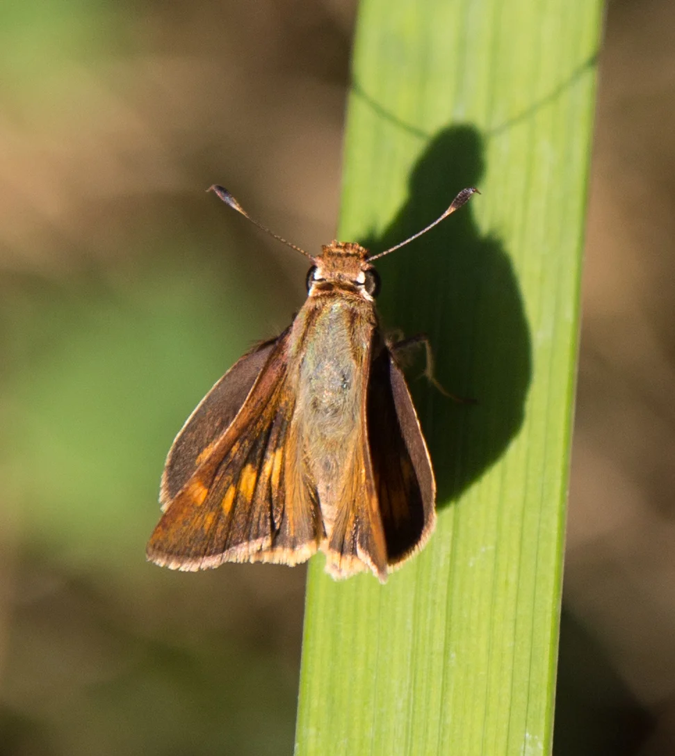 Umber Skipper