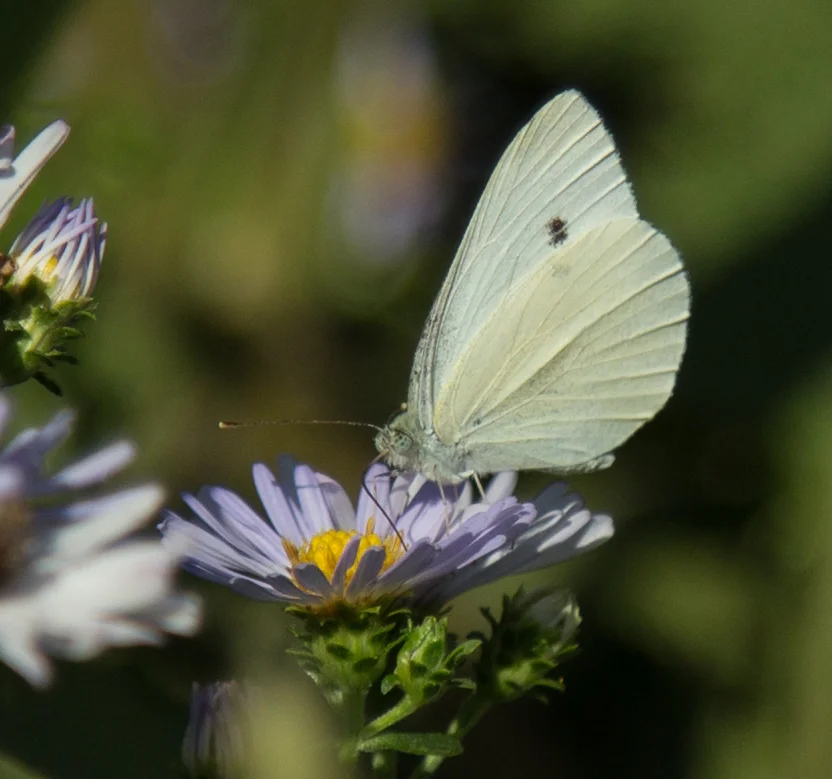 Cabbage White