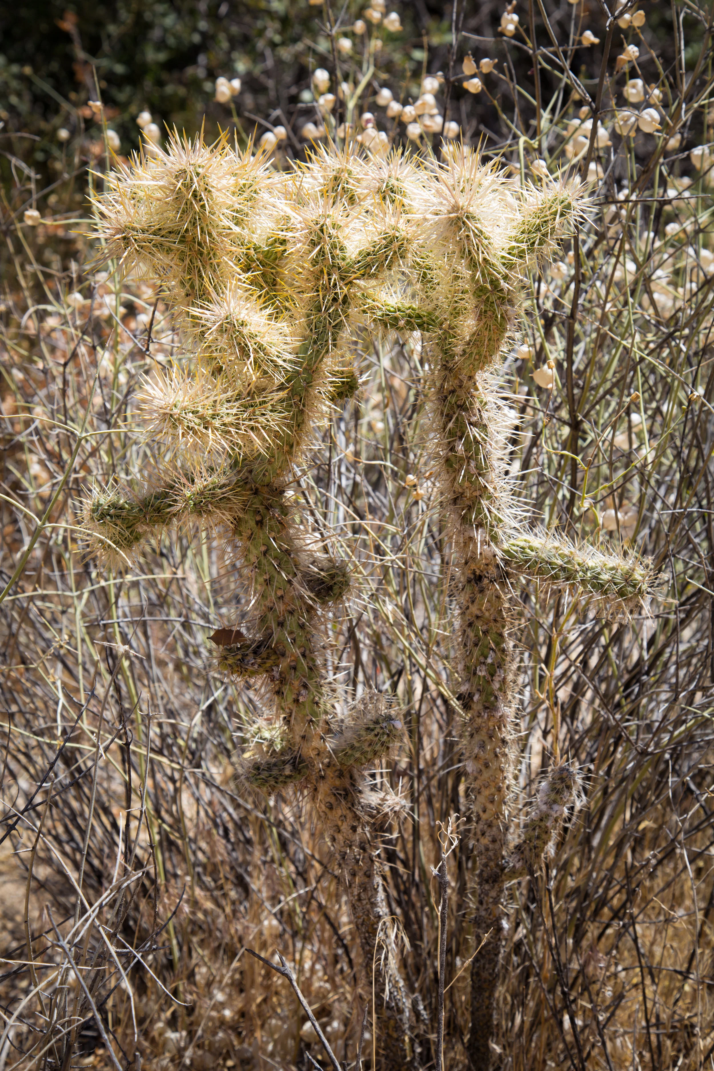 Cholla Cactus