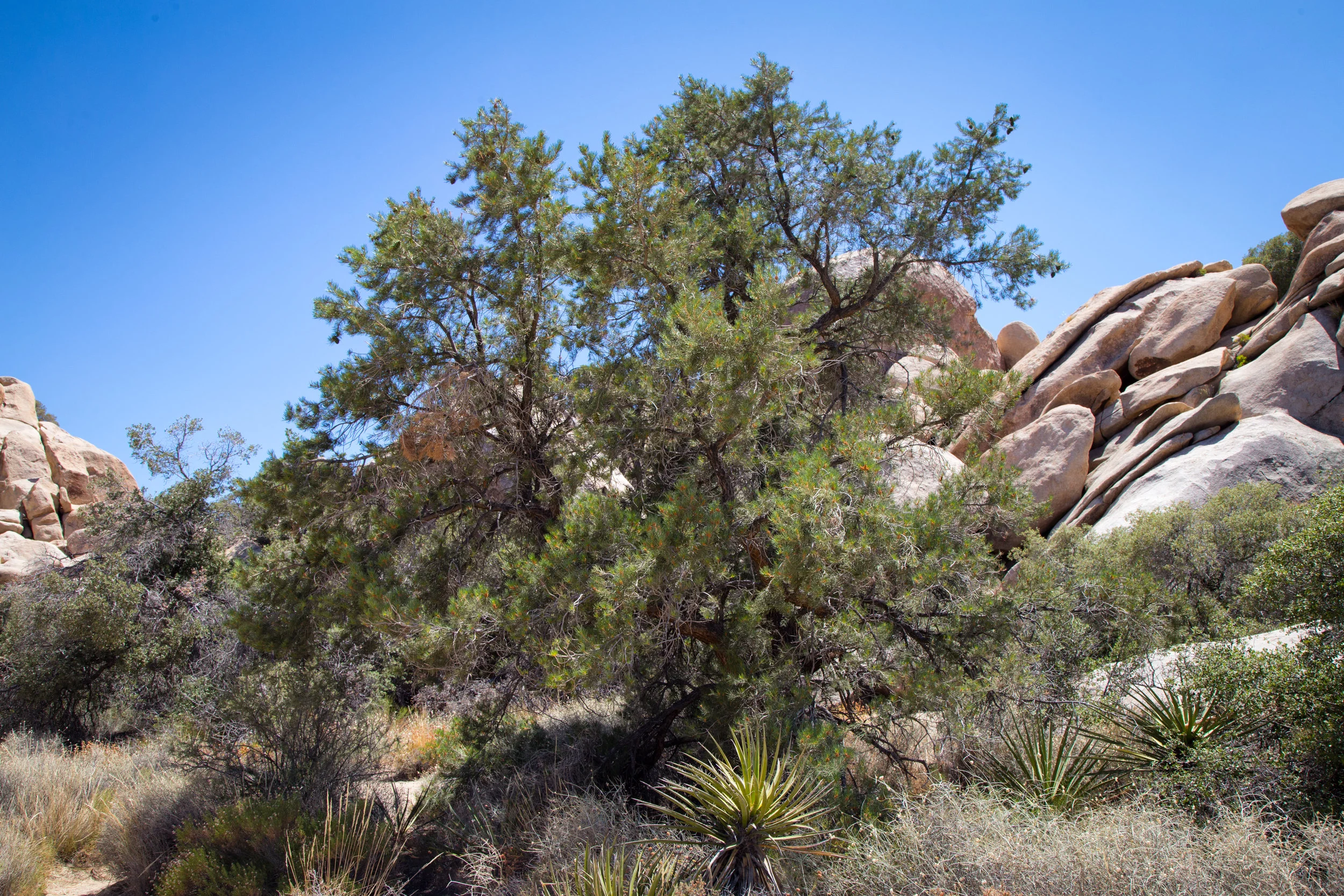 Pinyon Pine at Hidden Valley