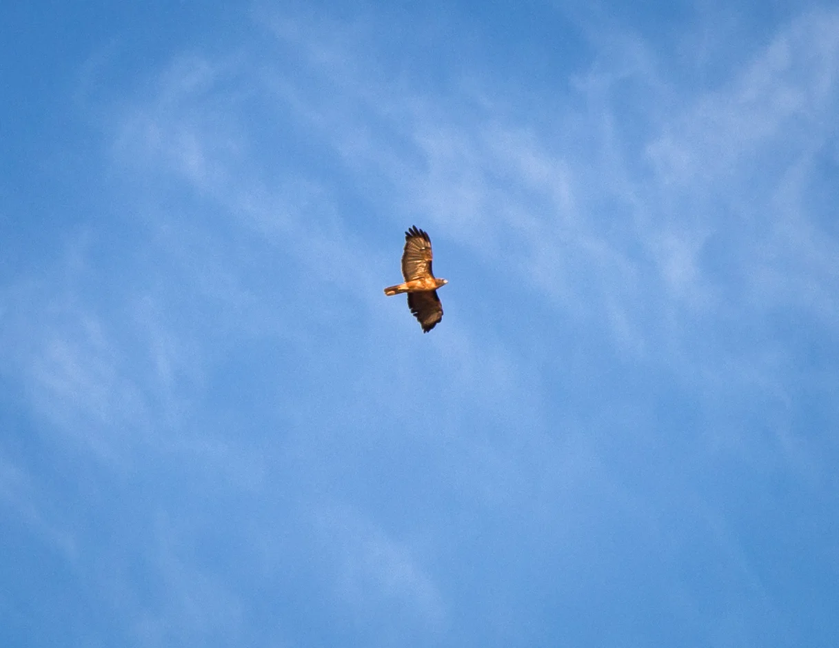 Red Tailed Hawk As we settled in for sunset, the wildlife became active. The only sounds were the warm desert winds and the calls of a red tailed hawk as it circled overhead. We saw many creatures on this evening; antelope ground squirrels, jackrabbit, coyote, bats, lizards and a magnificent owl which unexpectedly flew out from the rocks and then quickly disappeared. Spirits of the desert saying hello I suppose.