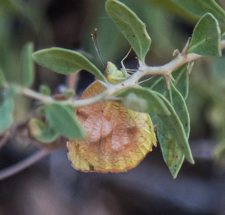 Another new buttefly to add to my butterfly photo collection: Sleepy Orange, Abaeis nicippe. They're hard to miss when they're flying because all you see is a flash of orange. I was able to get a photo when this one settled in for the night at Cap Rock.