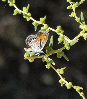 Western Pygmy Blue, Brephidium exilis