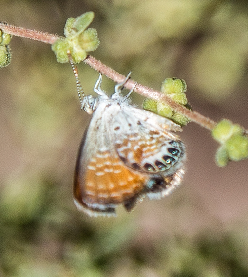 Western Pygmy Blue, Brephidium exilis