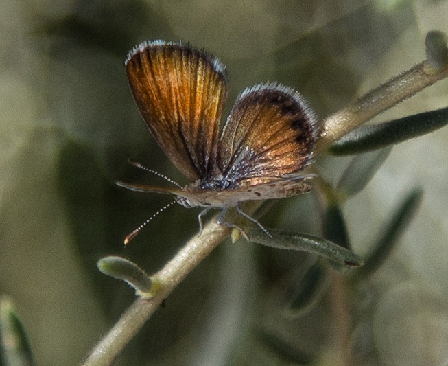 Western Pygmy Blue, Brephidium exilis Another highlight from the desert this time around was getting some photos of this Western Pygmy Blue. According to my field guide, this is the smallest butterfly in North America and also one of the smallest in the world at 3/8 - 3/4 inch! I don't have a macro lens to do this little creature justice, but I enlarged the image as much as I could. This was shot at Oasis of Mara on Sunday morning, July 23.