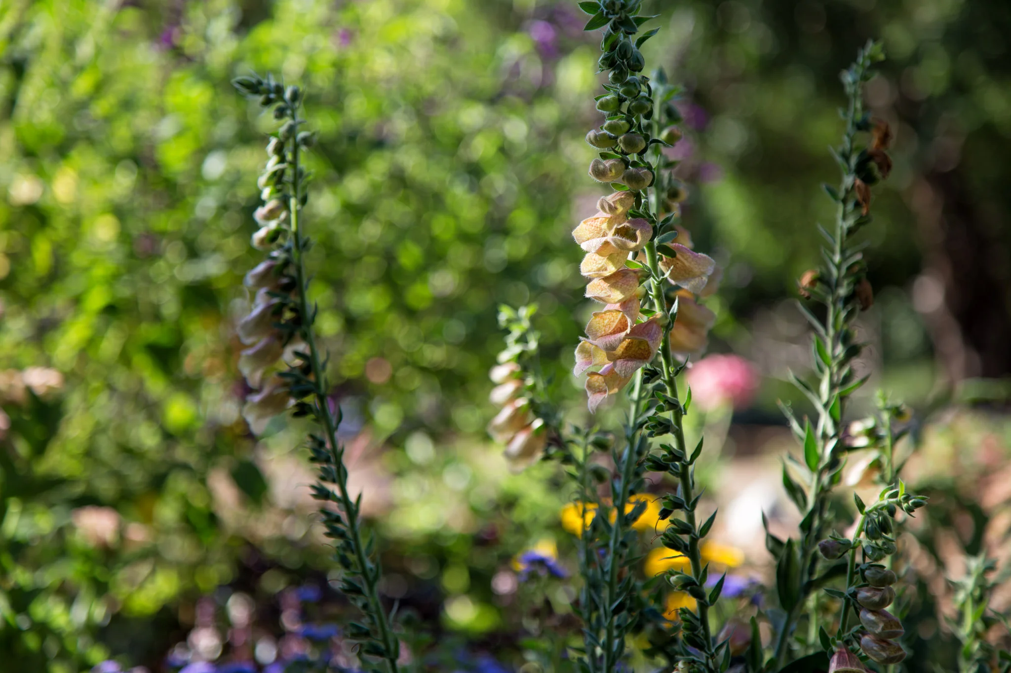 Foxgloves, aka witches' thimbles, fairy's glove, dead man's bells - A favorite of the fae, they will forever be one of my favorite flowers too along with Lily of the Valley. 