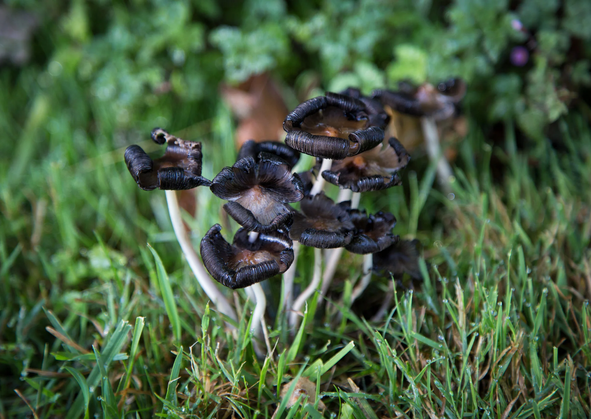 Happy little mushrooms in the rose garden.
