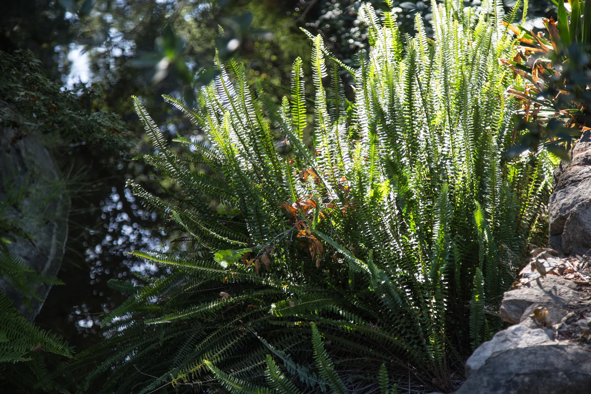 Fern by the creek.
