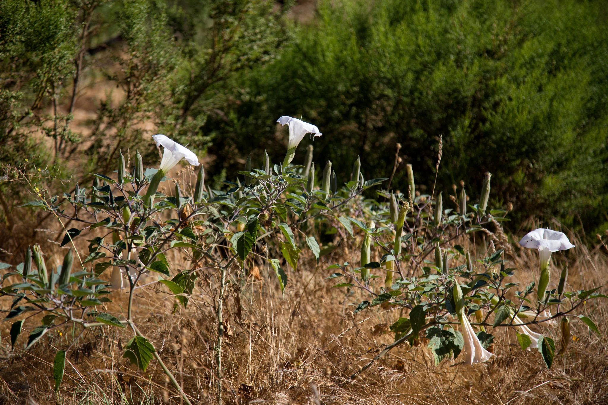 Sacred Datura.