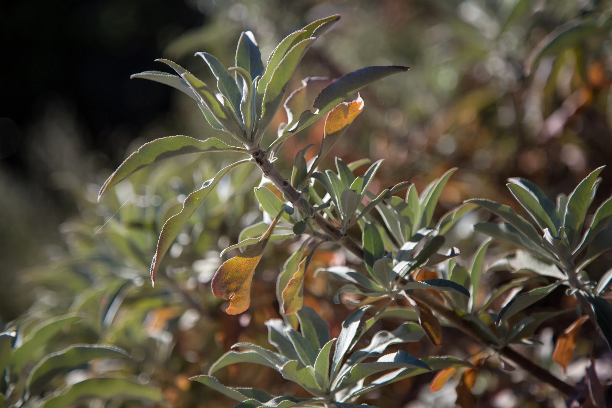 Intoxicating Sage.