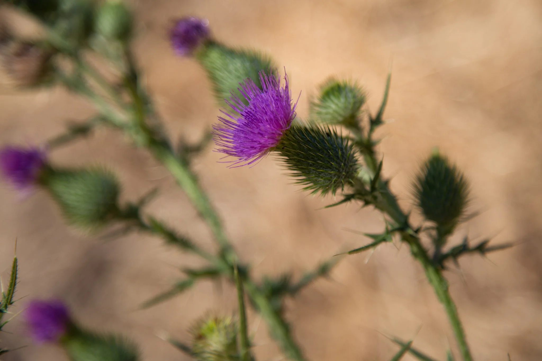 Thistle.