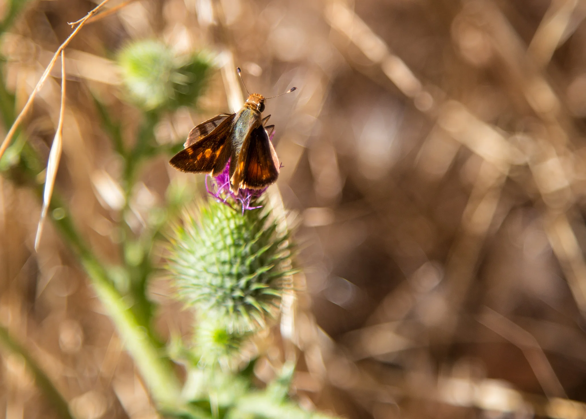 Umber Skipper