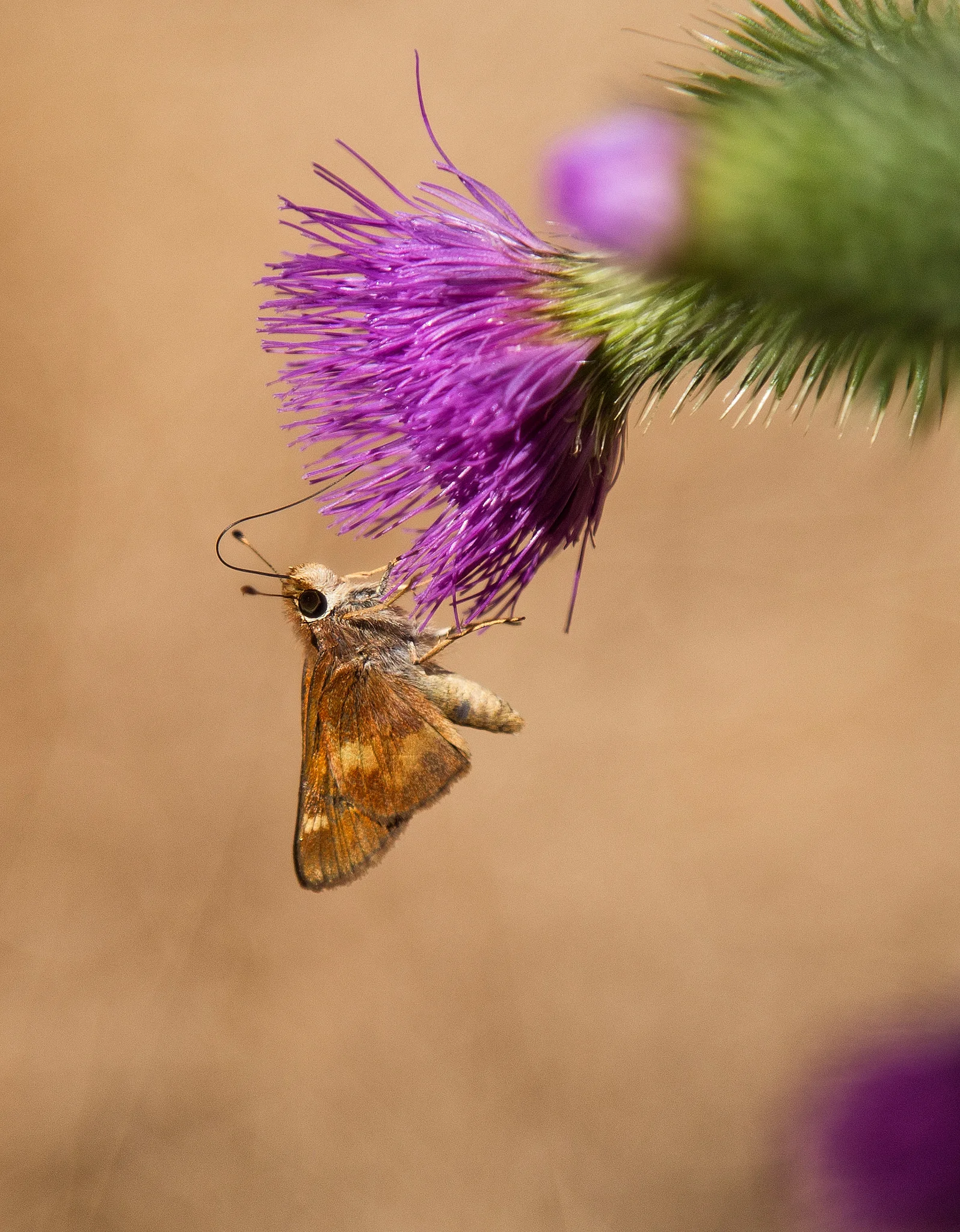 Umber Skipper