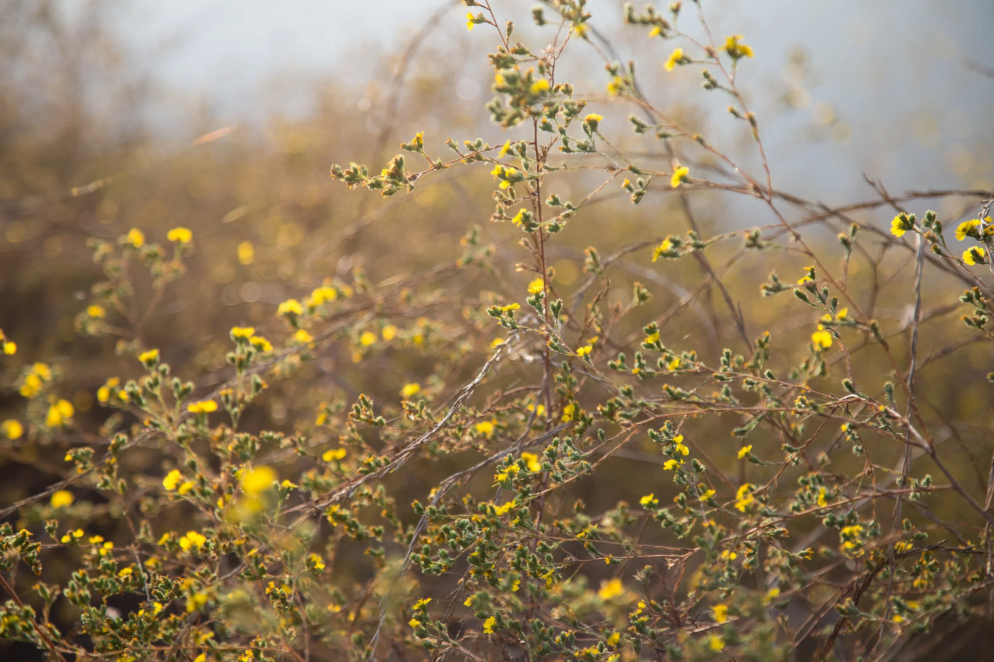 Wildflowers. 