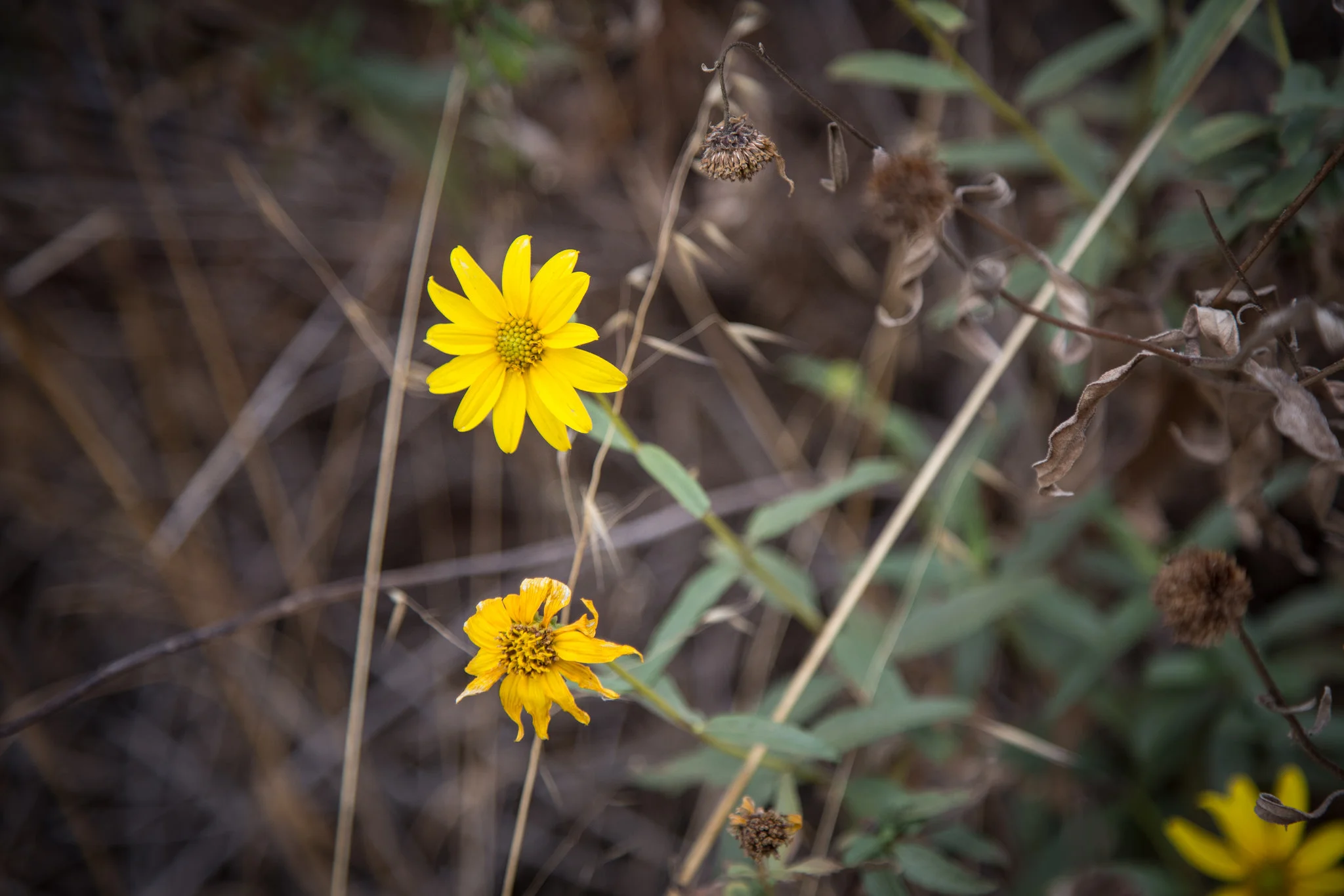 Sostomo Trail