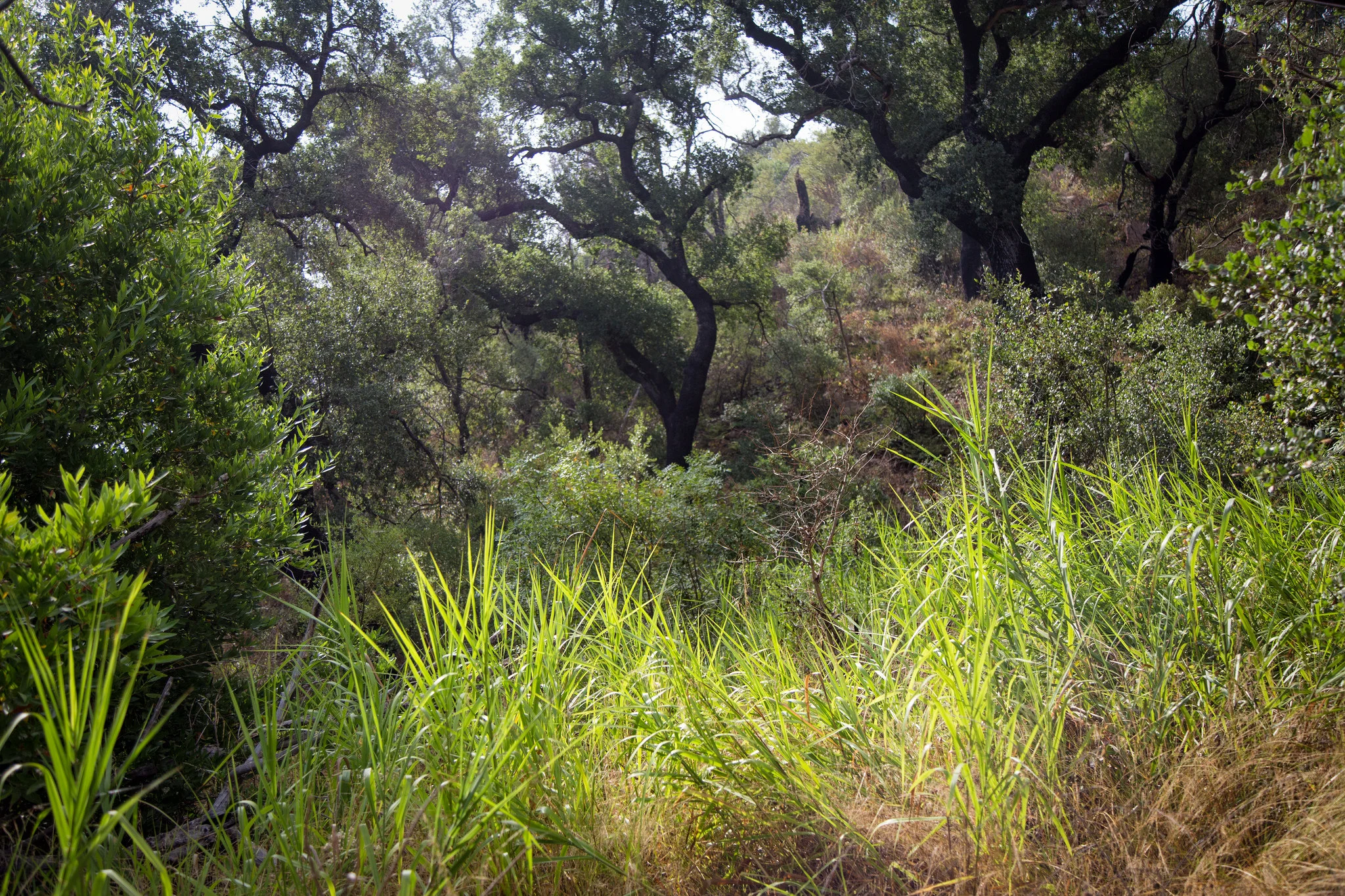 Some beautiful oak and meadows when you get to the Deer Valley Loop.