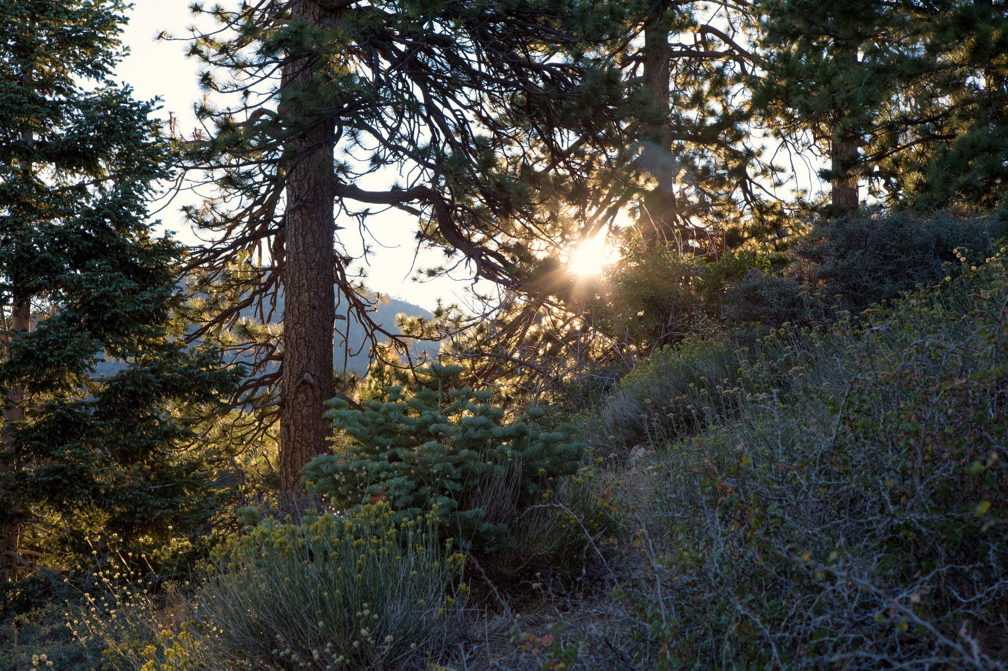 The morning sun coming up over the mountain around 6:30 am. Beautiful!