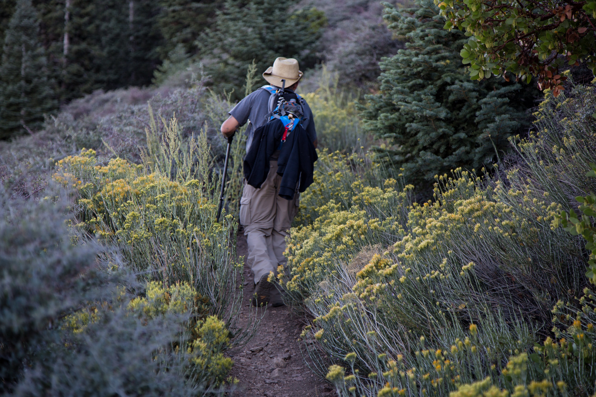 Photo of my husband walking through the rabbitbrush.