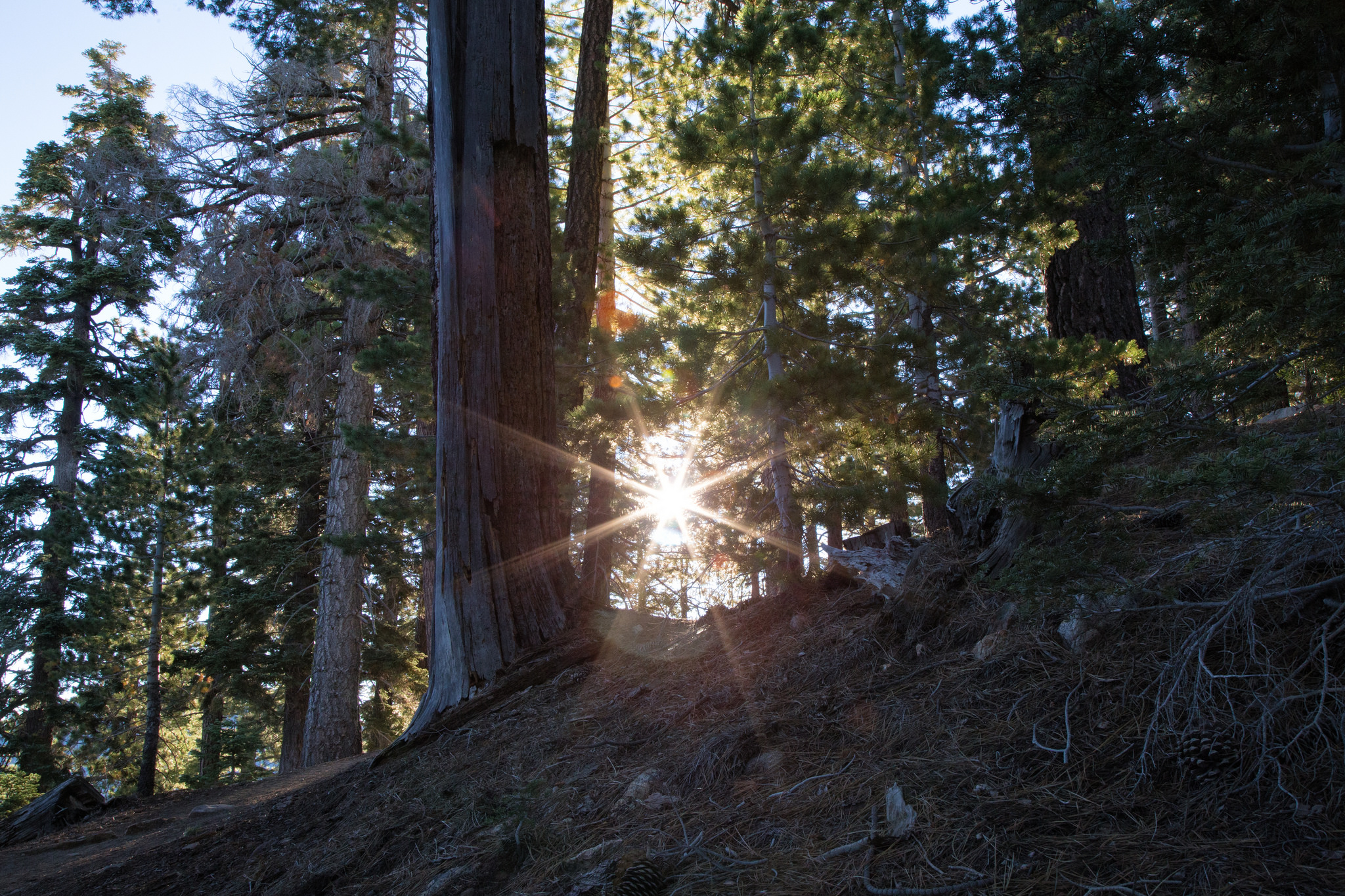 It was magic walking through these woods as the sun turned the forest from hues of blue to warm tones of gold and green.