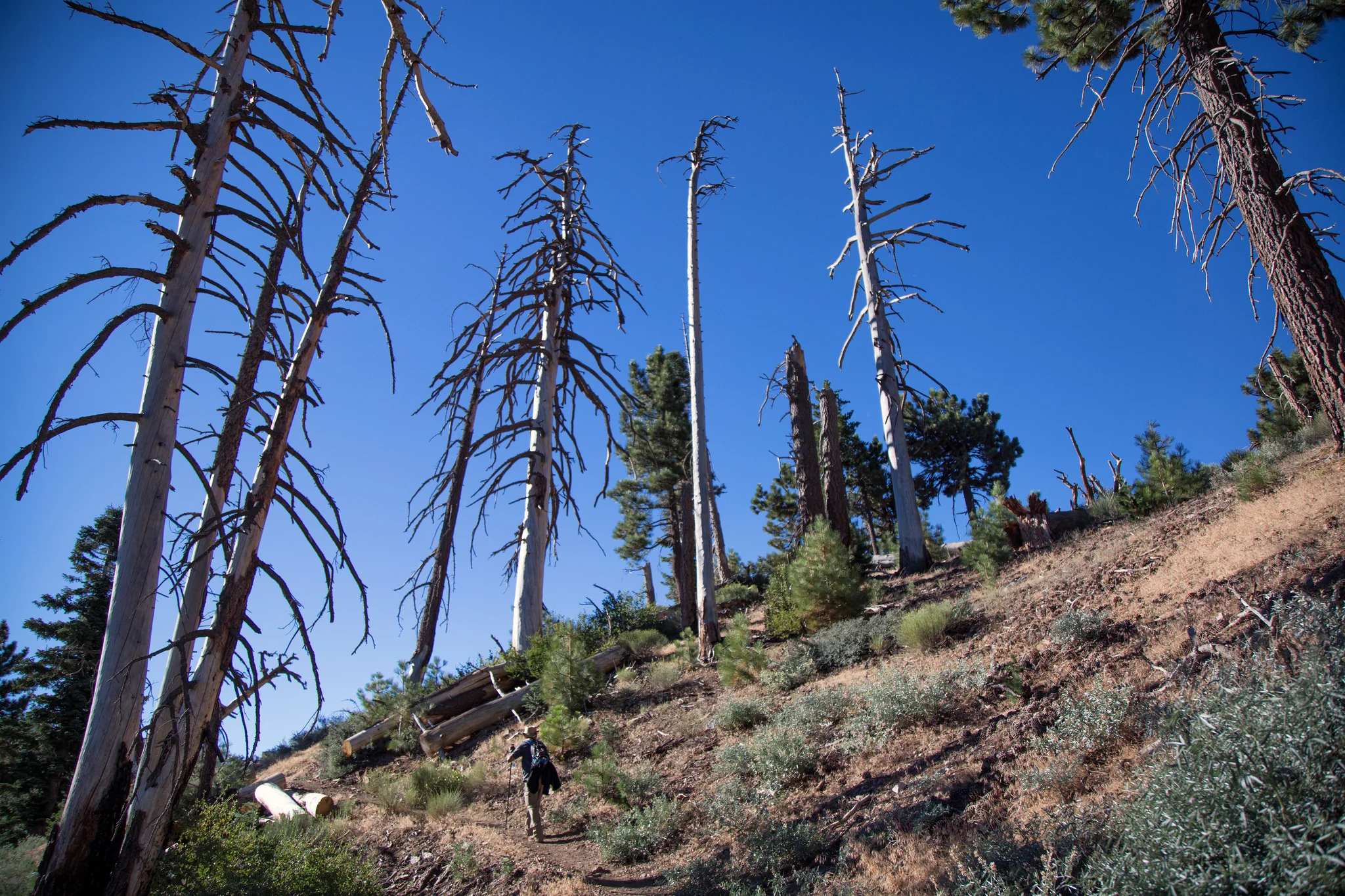 Damage from the 2002 Curve Fire.