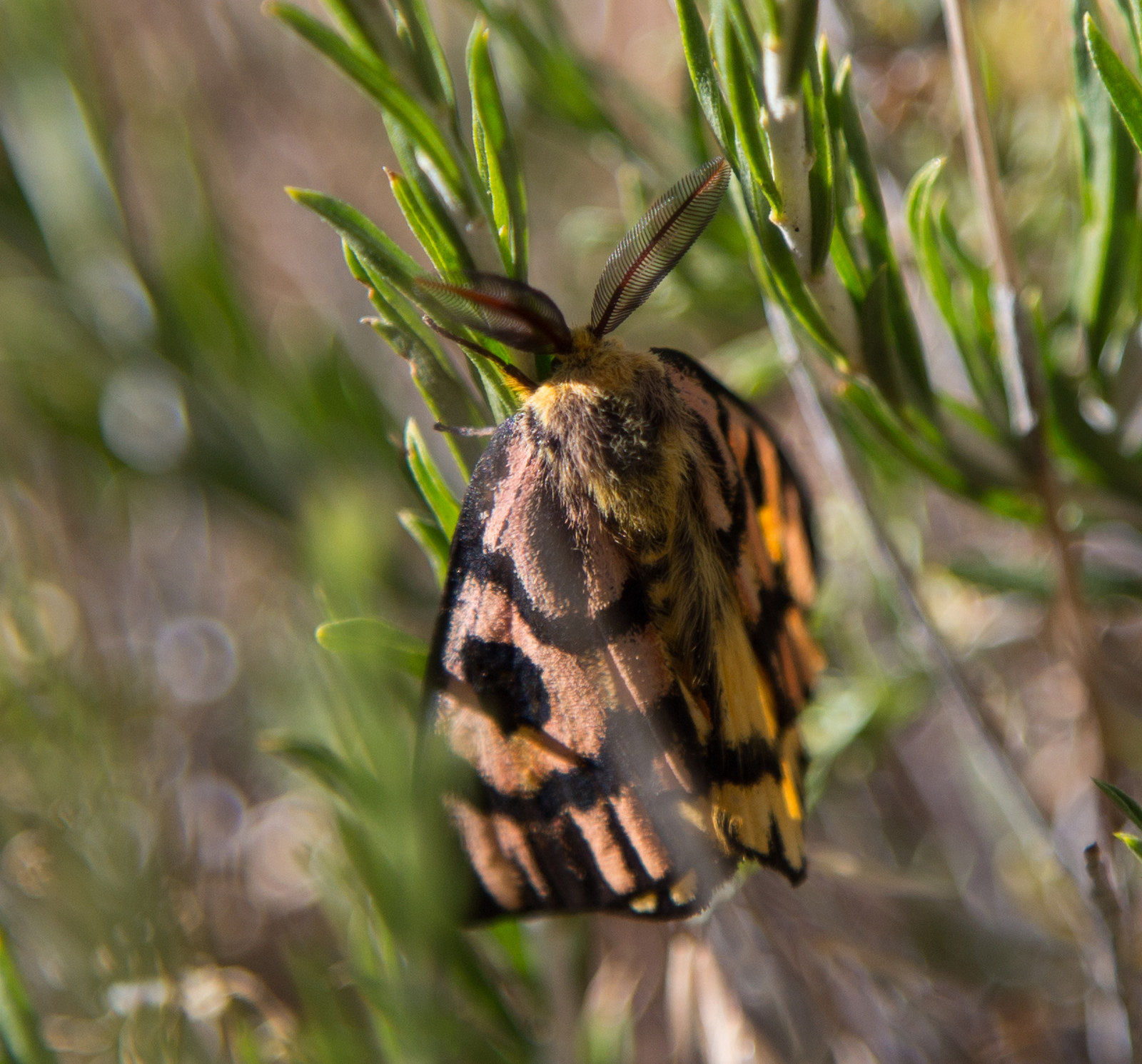 I think this is a sheep moth. Saw him at o ver 8.000' on the way down.