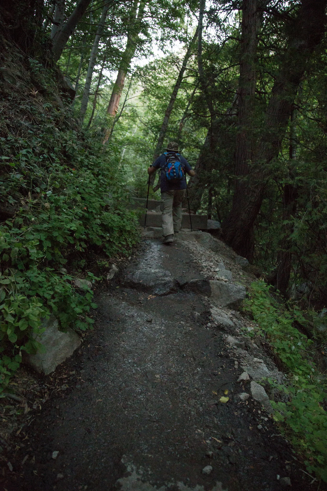 So much green in the canyon.