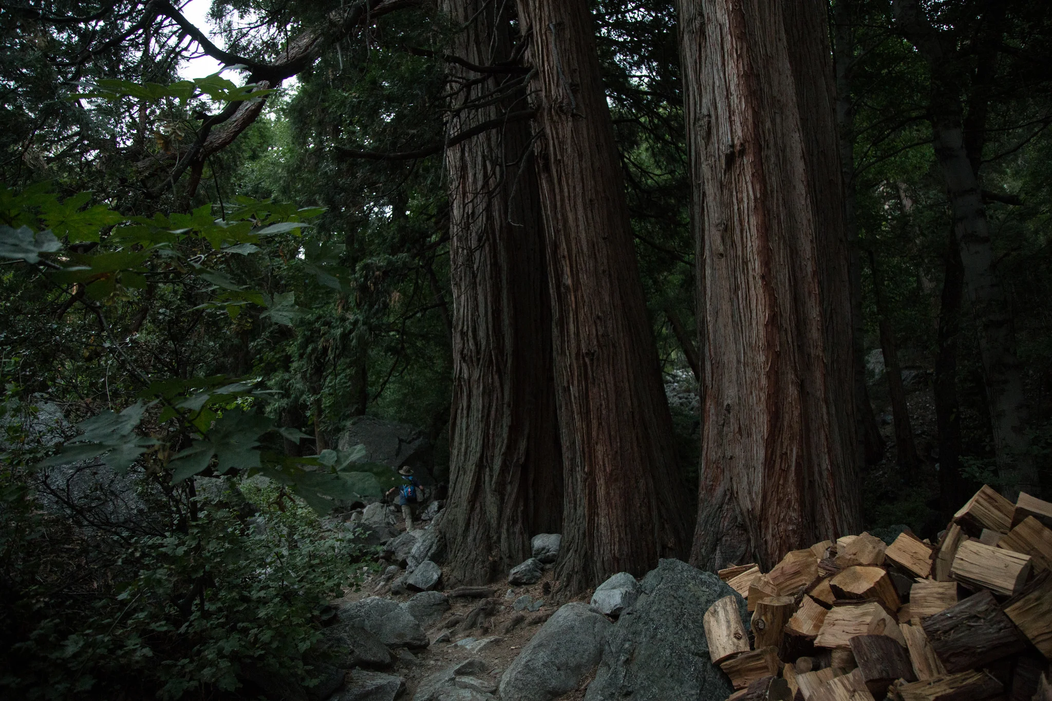 Towering Trees.