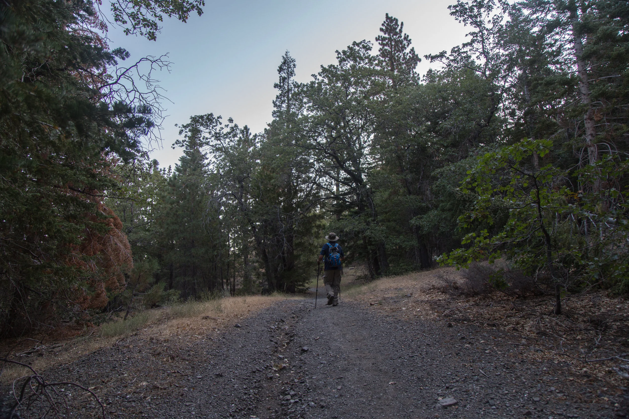 The trail starts off in a forest of pine and oak.