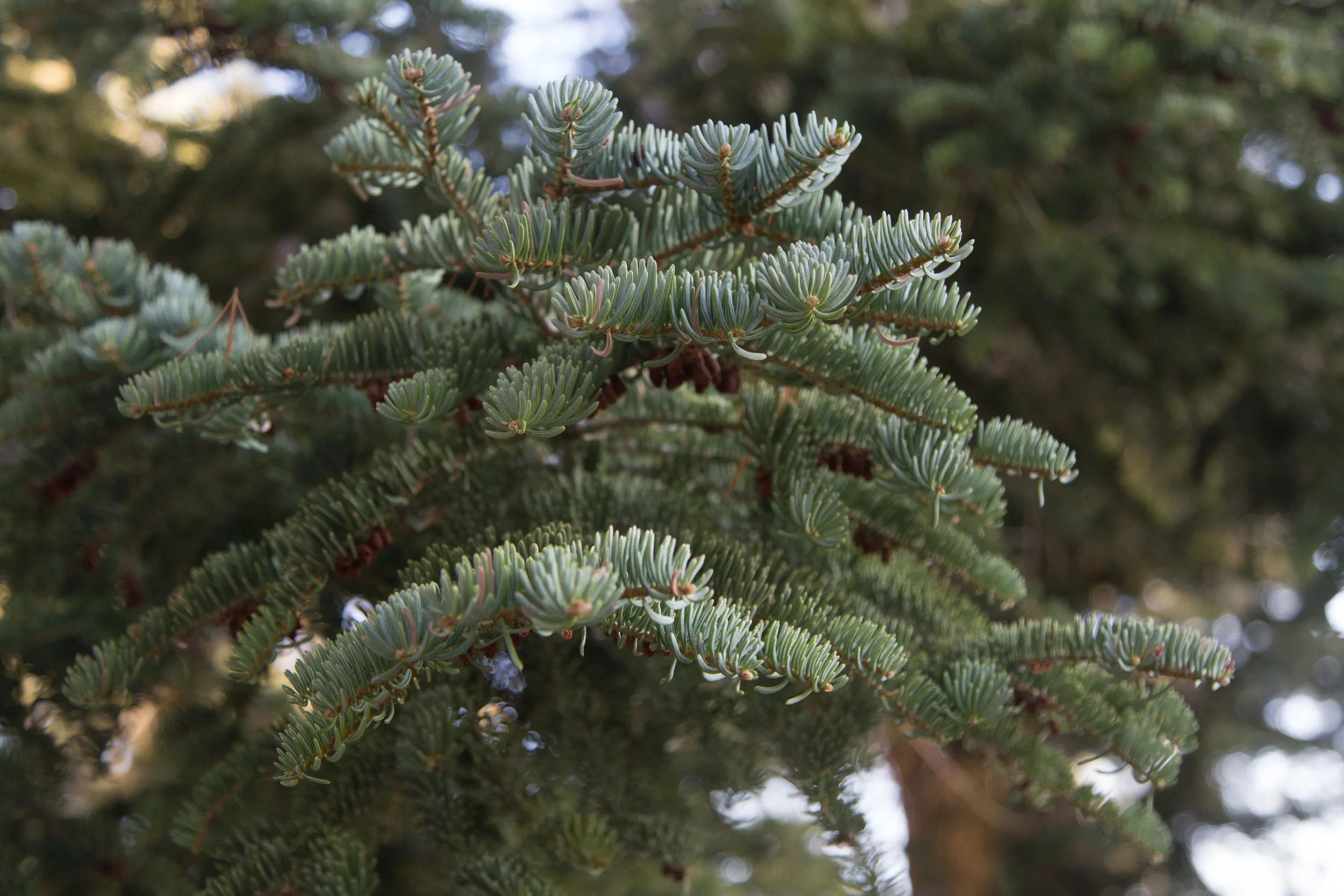 The scent of pine is overwhelmingly pleasant.
