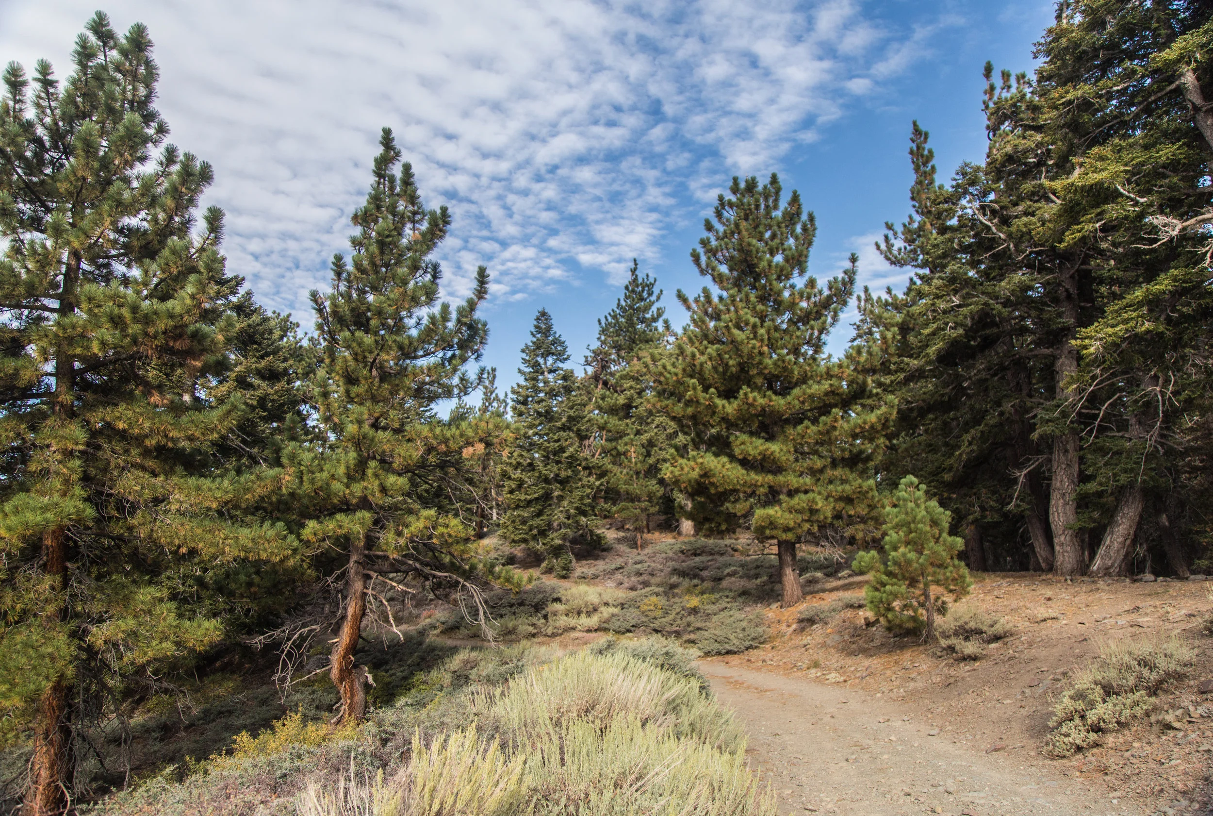 The Blue Ridge Truck Trail parallels the PCT and wraps around Wright Mountain.