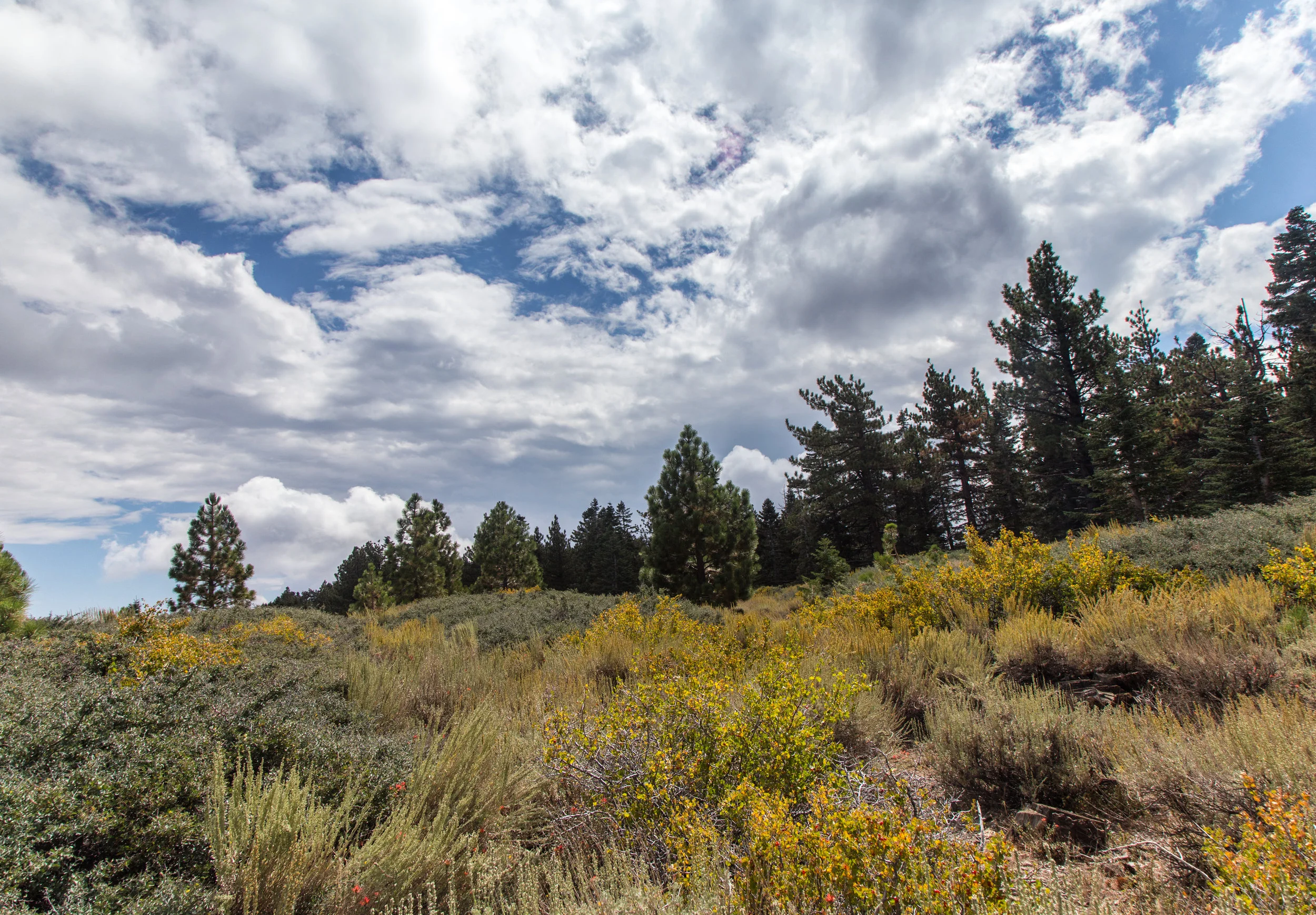 lrIMG_5153-Edit.jpg