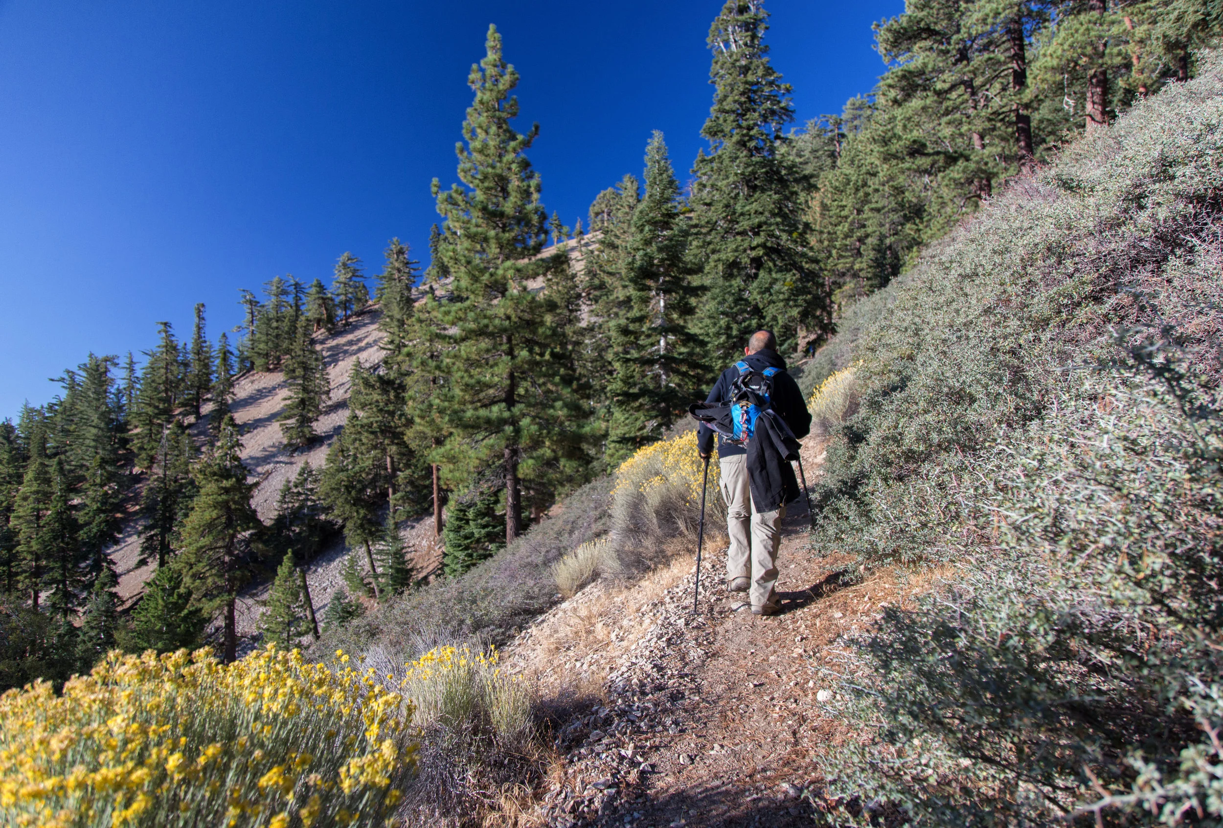 The golden rabbit brush is still in bloom.
