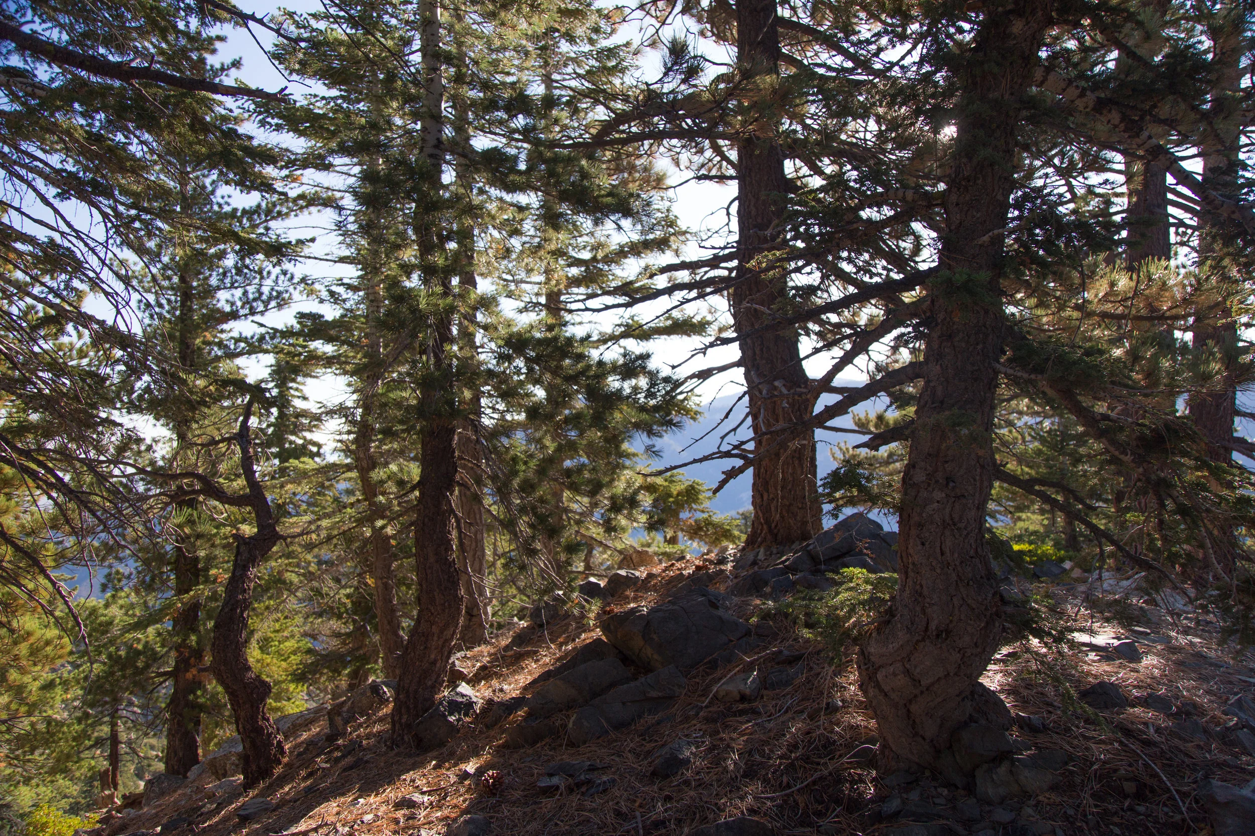 As you get closer to the split between the PCT and the trail to the summit, there is a spur trail that takes you to a little pine grove. I climbed up and took some photos. It's a nice place to stop and take a break or have a picnic.