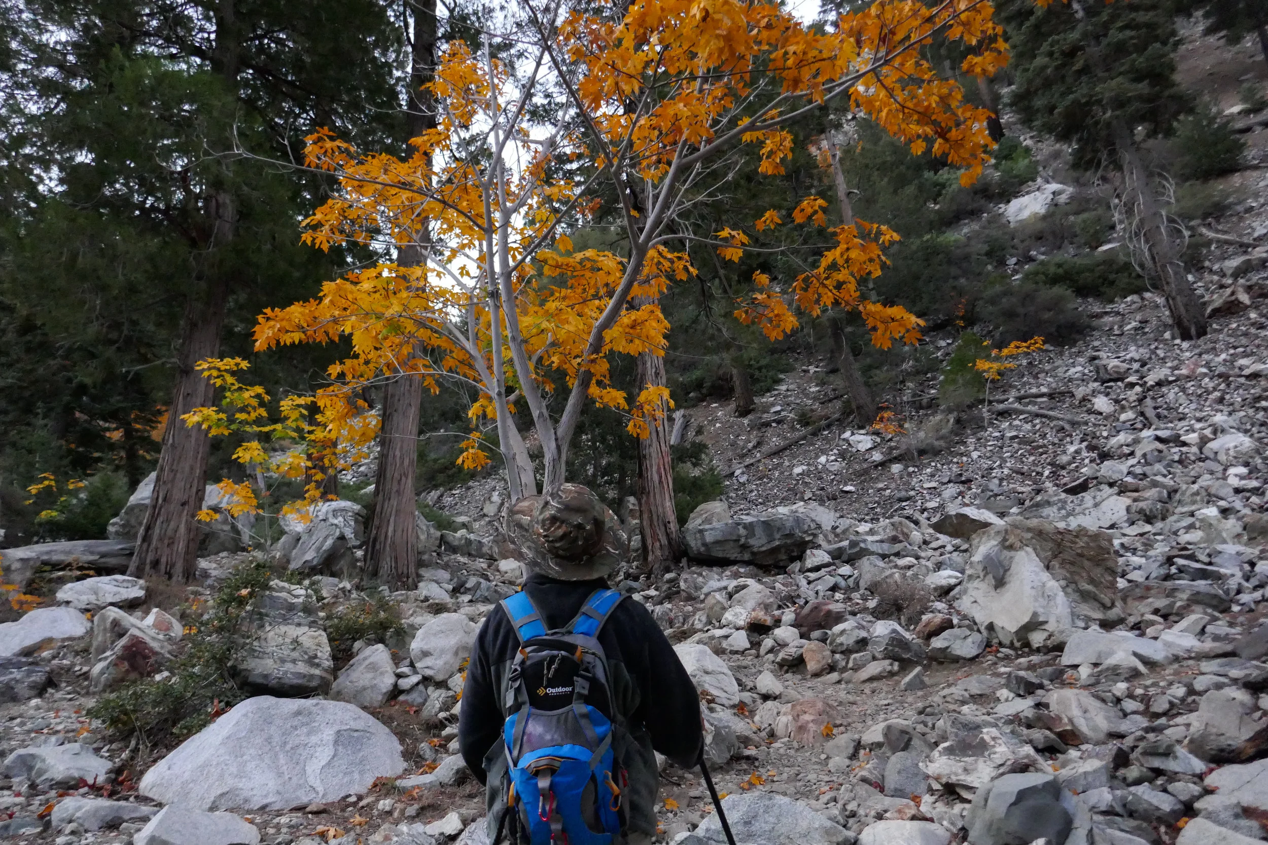 Beautiful Fall leaves!