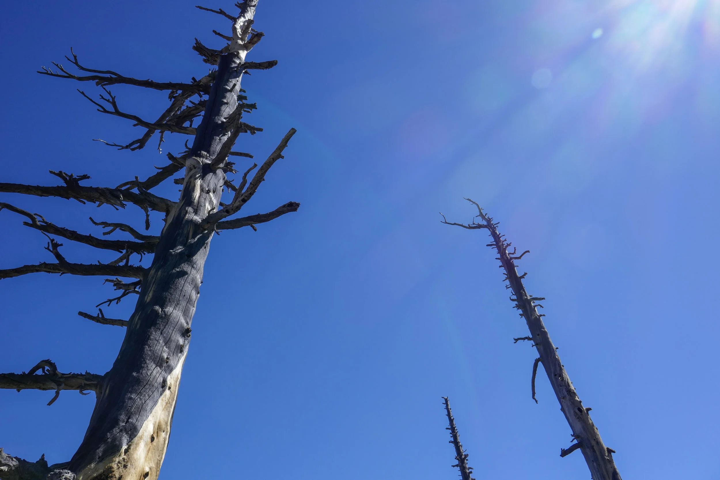 Dead trees.